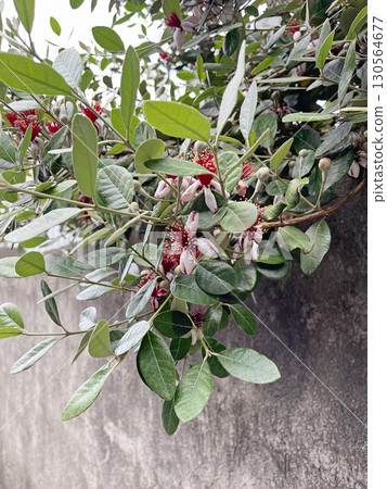 Floral background. Feijoa sellowiana or Acca sellowiana leaves and flowers. Pineapple quava Flower Floral background. Feijoa sellowiana or Acca sellowiana leaves and flowers. Pineapple quava Flower 130564677