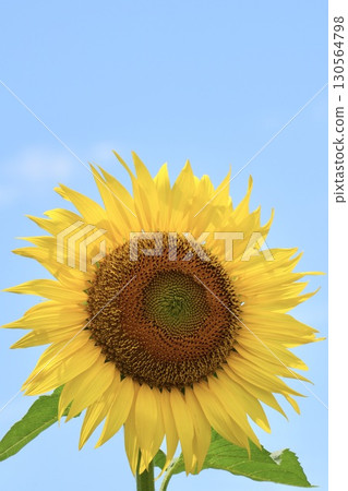 Sunflowers, summer, blue sky 130564798