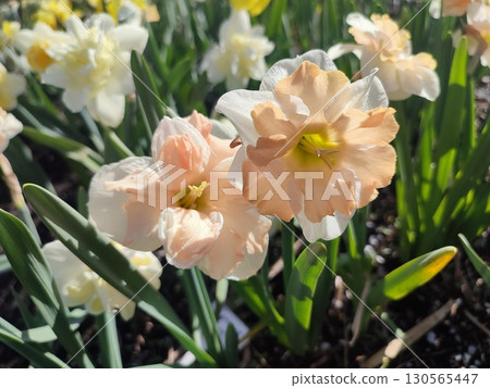 Blossoming flower of the narcissus variety Edinburgh close-up. Beautiful daffodils flower with white and pink petals in an inflorescence on a green stem growing in the ground on a sunny spring day 130565447