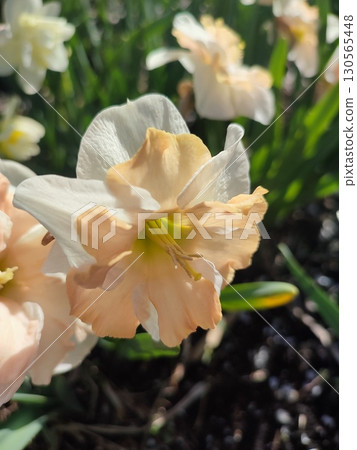 Blossoming flower of the narcissus variety Edinburgh close-up. Beautiful daffodils flower with white and pink petals in an inflorescence on a green stem growing in the ground on a sunny spring day Blossoming flower of the narcissus variety Edinburgh close-up. Beautiful daffodils flower with white and pink petals in an inflorescence on a green stem growing in the ground on a sunny spring day 130565448