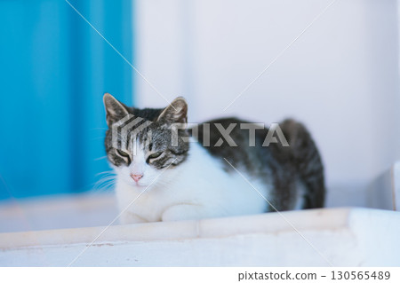 希臘聖托里尼島美麗的早晨 希臘聖托里尼島美麗的早晨 130565489