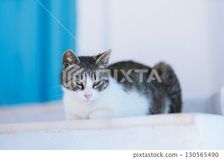 希臘聖托里尼島美麗的早晨 130565490