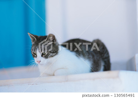 希臘聖托里尼島美麗的早晨 希臘聖托里尼島美麗的早晨 130565491