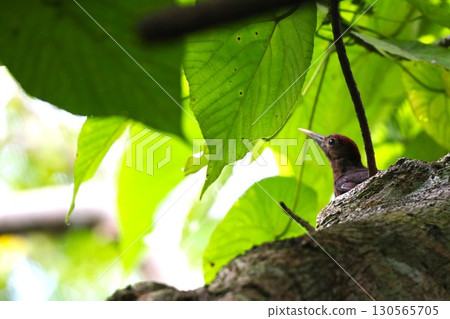 Fresh greenery and young Noguchi's woodpeckers in the Yanbaru forest 130565705