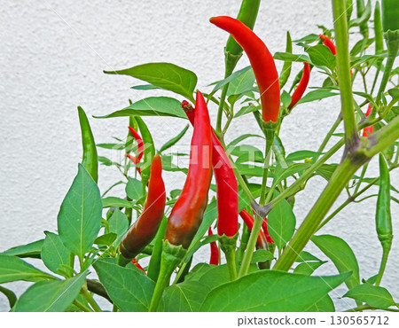 家庭花園種植的泰國辣椒 Prik Khe Nuu 的照片 家庭花園種植的泰國辣椒 Prik Khe Nuu 的照片 130565712