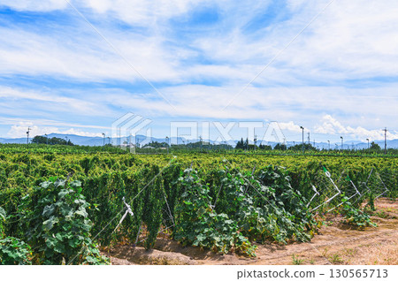 Nagaimo field, Yamagata village Nagaimo field, Yamagata village 130565713