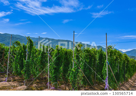 Nagaimo field, Yamagata village 130565714