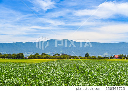Soybean field, Matsumoto City 130565723