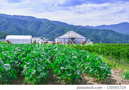Soybean fields, Yamagata Village Soybean fields, Yamagata Village 130565724
