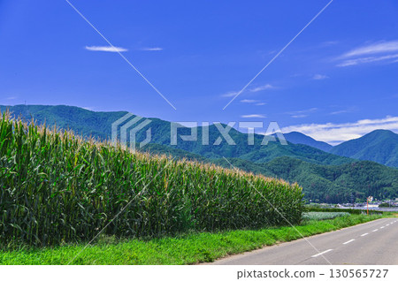 山形村的夏季玉米田 山形村的夏季玉米田 130565727