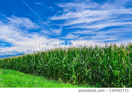 山形村的夏日藍天與玉米 130565731