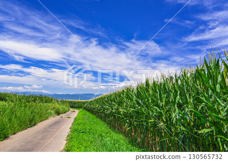 山形村的夏季玉米田 130565732
