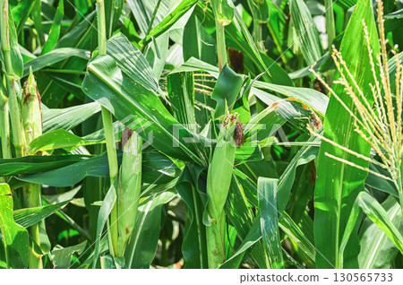 凹痕玉米 凹痕玉米 130565733