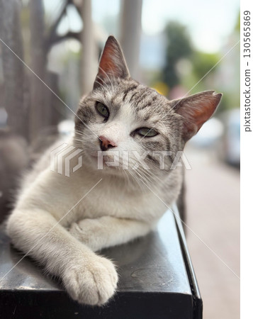 Striped cat lying and looking up. Curiosity, awareness, and domestic animal behavior. Striped cat lying and looking up. Curiosity, awareness, and domestic animal behavior. 130565869