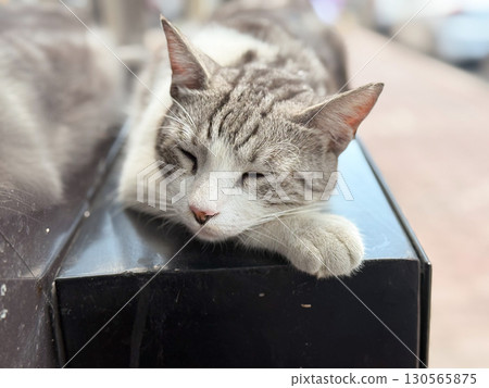 Gray striped cat sleeping on black surface. Relaxation, comfort, and urban animal life. Gray striped cat sleeping on black surface. Relaxation, comfort, and urban animal life. 130565875