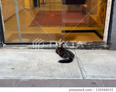 Close-up of cat resting near glass door. Calmness, coziness, and the charm of urban animals in city life. 130566035