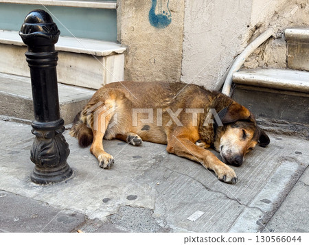 Sleeping stray dog on a stone pavement near a house. Peace, relaxation, and urban coexistence of animals and people. Sleeping stray dog on a stone pavement near a house. Peace, relaxation, and urban coexistence of animals and people. 130566044