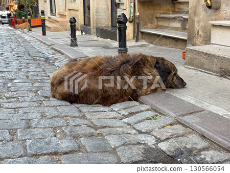 Stray brown dog resting on cobblestone street. Urban wildlife, calmness, and everyday street life. 130566054