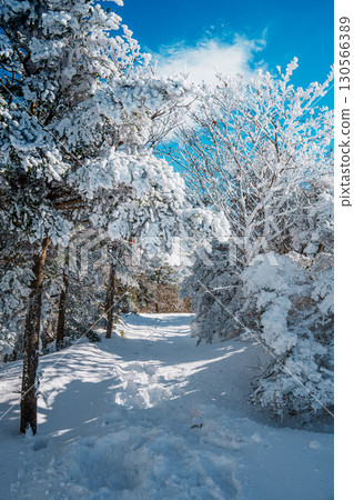 Snow-covered forest trail on Eorimok Trail, Hallasan, Jeju Island Snow-covered forest trail on Eorimok Trail, Hallasan, Jeju Island 130566389