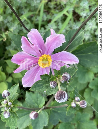 紫花 紫花 130566808