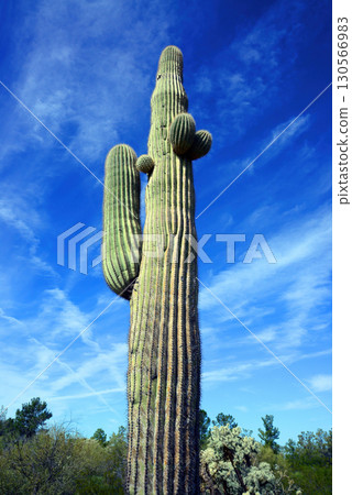 Old Saguaro Cactus Sonora desert Arizona 130566983