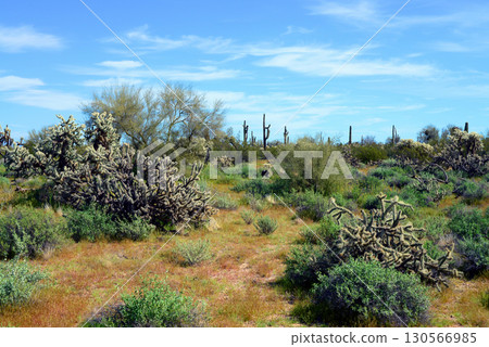 Landscape Sonoran Desert Arizona 130566985
