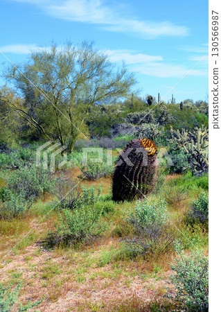 Arizona Barrel Cactus Sonora Desert Arizona Arizona Barrel Cactus Sonora Desert Arizona 130566987