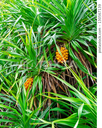 Pandanus fruit on Amami Oshima (Amami Oshima, Kagoshima Prefecture) 130567139