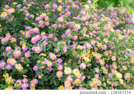 Beautiful scenery of Athens, Greece 130567374