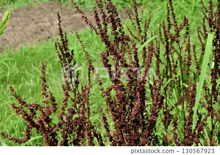 Rumex (Polygonaceae) perennial plant Rumex (Polygonaceae) perennial plant 130567923