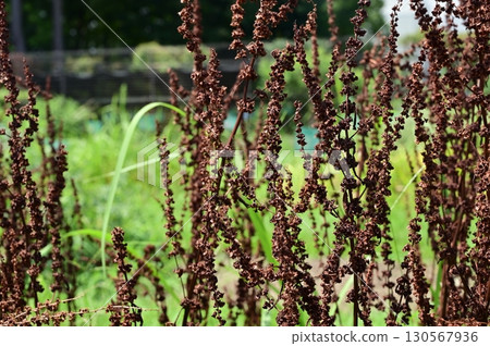 Rumex (Polygonaceae) perennial plant Rumex (Polygonaceae) perennial plant 130567936