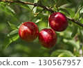 Ripe red plums on tree branches with green leaves in the garden. 130567957
