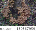 Mushrooms, growing on a tree trunk in the autumn forest. 130567959