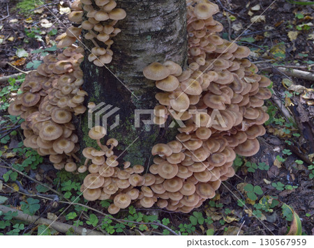 Mushrooms, growing on a tree trunk in the autumn forest. 130567959