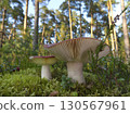Mushrooms growing in the autumn forest. 130567961