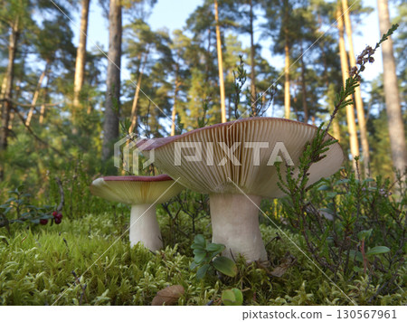 Mushrooms growing in the autumn forest. 130567961