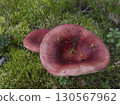 Mushrooms growing in the autumn forest. 130567962
