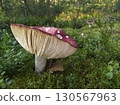 Mushrooms growing in the autumn forest. 130567963