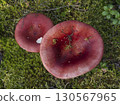 Mushrooms growing in the autumn forest. 130567965