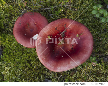 Mushrooms growing in the autumn forest. 130567965