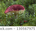 Mushrooms growing in the autumn forest. 130567975