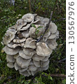 Group of mushrooms growing in the autumn forest. 130567976