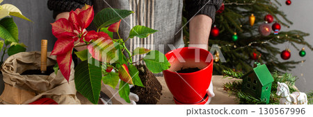 A man transplanting Poinsettia flowers into a new pot near a beautifully decorated Christmas tree, creating a warm, festive atmosphere at home for the holiday season, banner 130567996