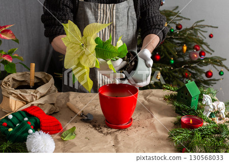 Transplanting vibrant Poinsettia flowers into a new pot, a man works next to a festively decorated Christmas tree, bringing seasonal cheer and home gardening into the holiday celebration Transplanting vibrant Poinsettia flowers into a new pot, a man works next to a festively decorated Christmas tree, bringing seasonal cheer and home gardening into the holiday celebration 130568033