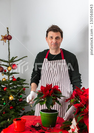 A man transplants Poinsettia flowers into a new pot A man transplants Poinsettia flowers into a new pot 130568043