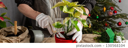 Transplanting vibrant Poinsettia flowers into a new pot, a man works next to a festively decorated Christmas tree, bringing seasonal cheer and home gardening into the holiday celebration, banner Transplanting vibrant Poinsettia flowers into a new pot, a man works next to a festively decorated Christmas tree, bringing seasonal cheer and home gardening into the holiday celebration, banner 130568104