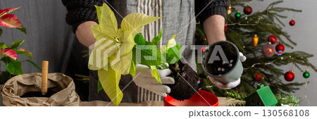 Transplanting vibrant Poinsettia flowers into a new pot, a man works next to a festively decorated Christmas tree, bringing seasonal cheer and home gardening into the holiday celebration, banner 130568108