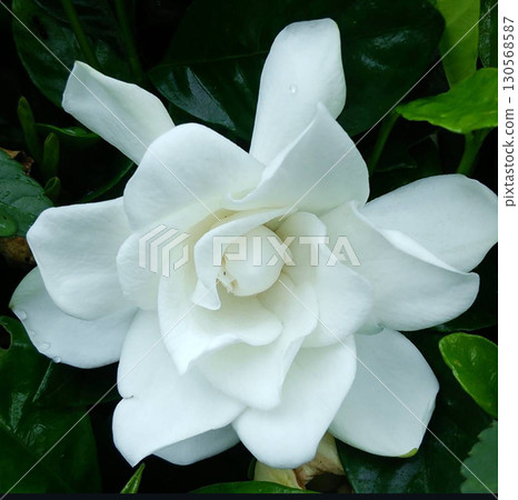 White flower White flower 130568587