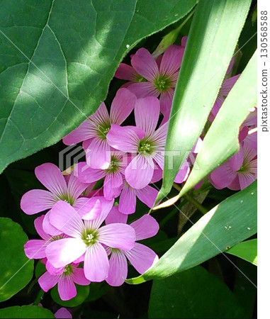 Pink flowers Pink flowers 130568588