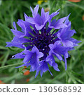 Purple flower 130568592
